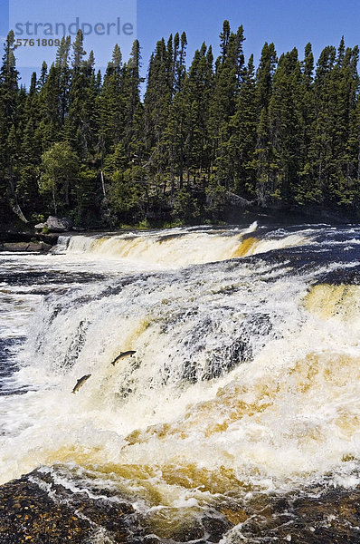 Wasser springen Ozean Boden Fußboden Fußböden Fluss wandern vorwärts Lachs Atlantischer Ozean Atlantik Trinkwasser Wasser Neufundland flussaufwärts Kanada Speisesalz Salz Laich