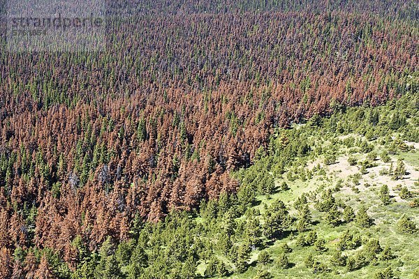 töten Kiefer Pinus sylvestris Kiefern Föhren Pinie