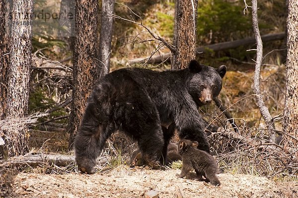 Schwarzbär (Ursus Americanus) mit jungen  Jasper Nationalpark  Alberta.