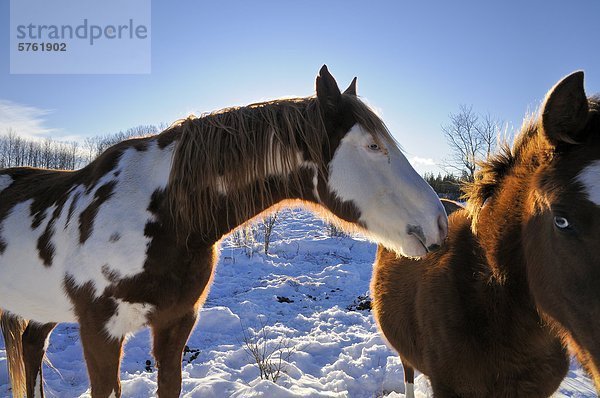 Pferde im Winter die Rocking Horse Ranch  Cariboo Region  British Columbia  Kanada