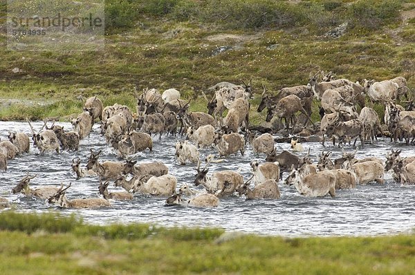 Öde-Boden Caribou Migration  Rangifer Tarandus Groenlandicus  Bathurst/Beverly Herde. Barrenlands  NWT  Kanada