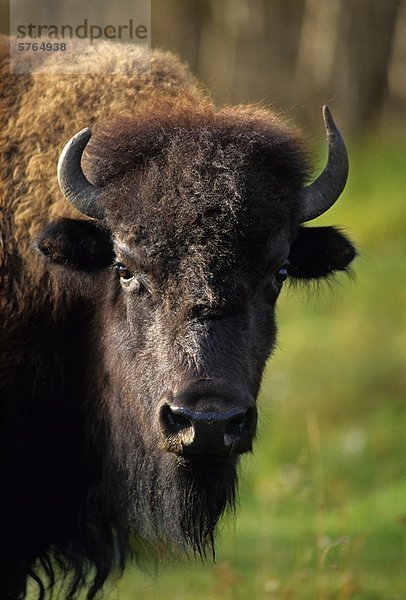 Ebenen Bisons  Elk Island Nationalpark  Alberta  Kanada.