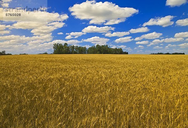 Reifen Getreidefeld und Himmel mit Cumuluswolken  bei Manor  Saskatchewan  Kanada