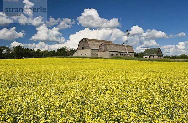 Blüte Bühne Raps Feld mit alten Bauernhof im Hintergrund  in der Nähe von Wordsworth  Saskatchewan  Kanada