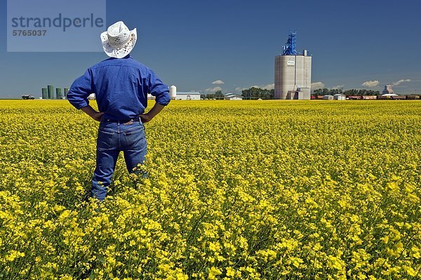 Ein Mann mit Blick auf den blühenden Raps Feld mit einem Binnenland Getreide terminal im Hintergrund  in der Nähe von Fannystelle  Manitoba  Kanada