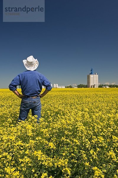 Mann mit Blick auf den blühenden Raps Feld mit einem Binnenland Getreide terminal im Hintergrund  in der Nähe von Fannystelle  Manitoba  Kanada