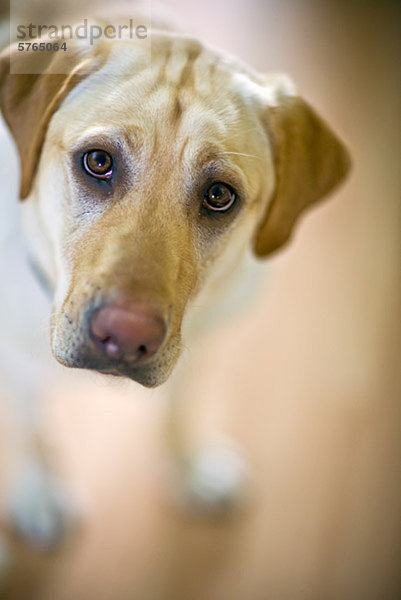 Der eine junge männliche gelb Labrador Retriever Blick nach oben  während drinnen stehend hautnah.