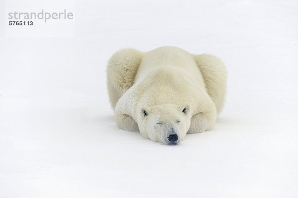 Eisbär (Ursus Maritimus) ruhen im Schnee entlang Küste der Hudson Bay