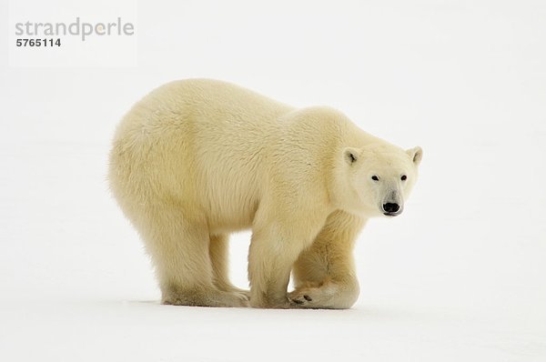 Eisbär (Ursus Maritimus) entlang der Küste der Hudson Bay