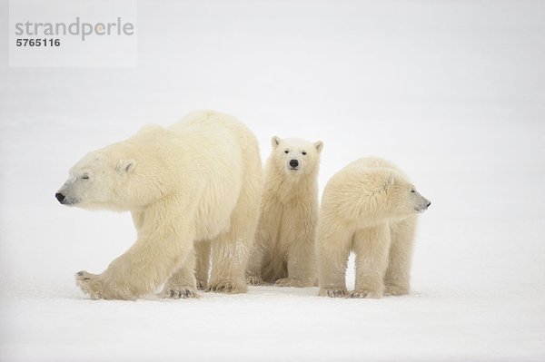 Eisbär (Ursus Maritimus) Mutter und Jungtiere