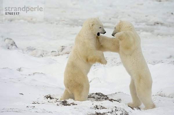 Eisbär (Ursus Maritimus) Paar sparring/playfighting