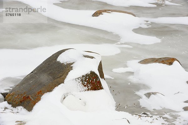 Arktische Hasen (Lepus Arcticus) Zuflucht vor Wind in Lee von boulder