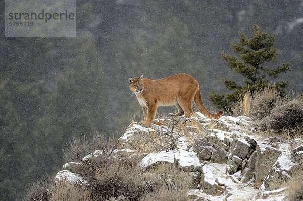 Cougar (Felis Concolor) - gefangen in Winter Lebensraum