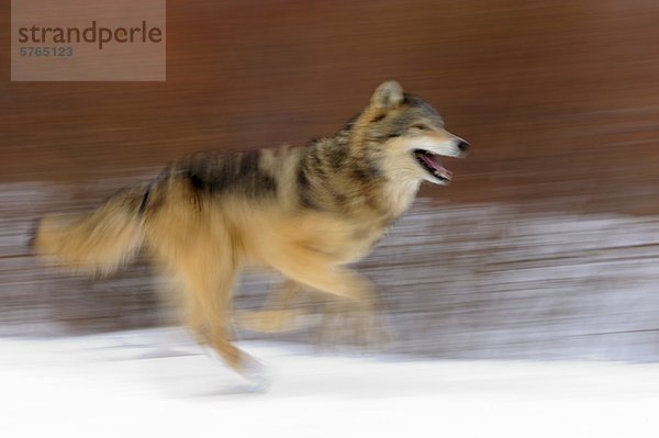 Grauwolf Canis lupus pambasileus Winter Lebensraum Gefangenschaft