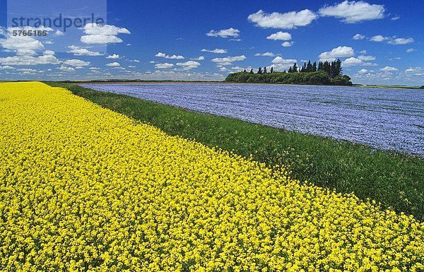 blühenden Raps Feld mit Flachs im Hintergrund und ein Himmel voller Cumuluswolken  Tiger Hügel in der Nähe von Somerset  Manitoba  Kanada