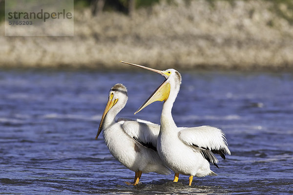 Felsbrocken Nashornpelikan pelecanus erythrorhynchos teilen weiß Fluss amerikanisch rot Kanada Manitoba unter Wasser