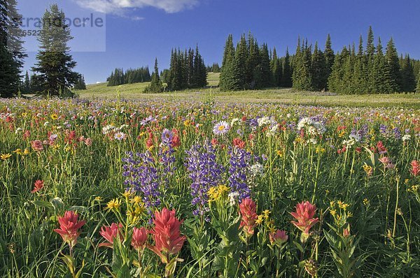 Wildblumen  Trophy Wiesen  Wells Gray Provincial Park  BC  Kanada