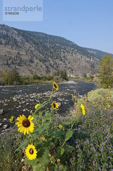 Am Straßenrand Blumen entlang der Nicola River  British Columbia  Kanada