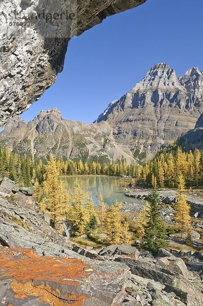 Lärche in Herbst  Opabin Plateau  Yoho-Nationalpark  British Columbia  Kanada
