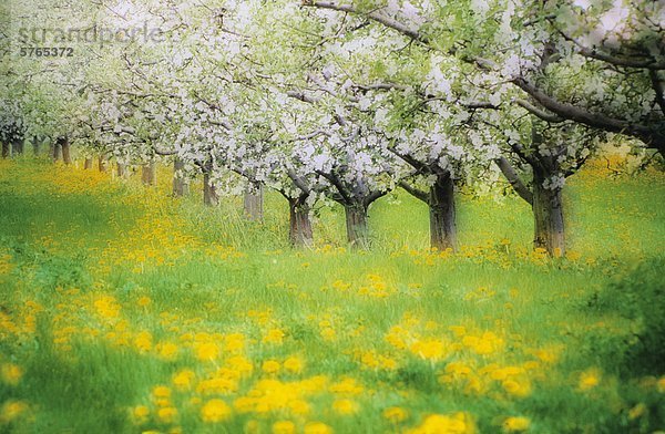 Apfelgarten im Frühling  Keremeos  Okanagan Valley  BC  Canada  ätherische Wirkung