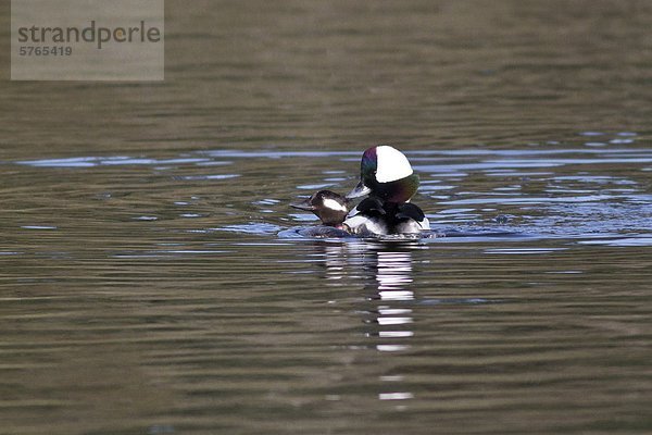 Büffelkopfente (Bucephala Albeola) schwimmen in einem Teich in der Nähe von Victoria  BC  Kanada.