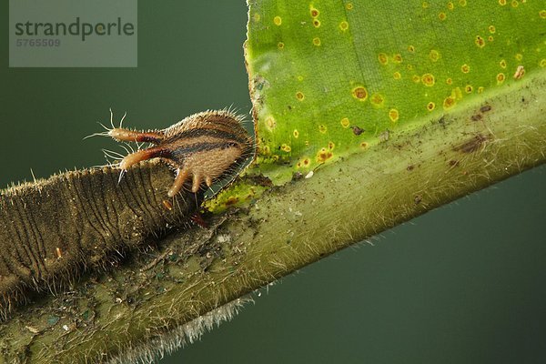 Caterpillar thront auf einem Blatt Heliconia in Costa Rica.