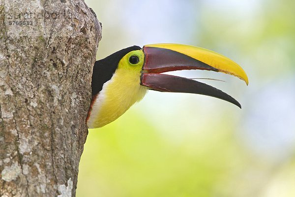 Kastanien-mandibled Toucan (Ramphastos Swainsonii) thront auf einem Zweig in Costa Rica.