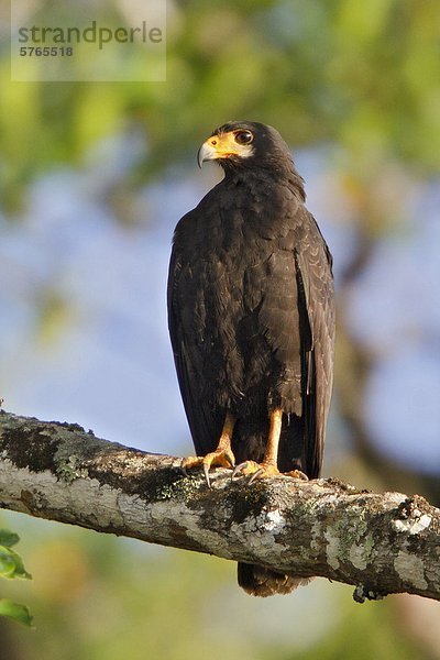 Gemeinsame Black-Hawk (Buteogallus Anthracinus) thront auf einem Zweig in Costa Rica.