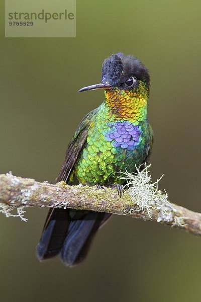 Feurig-throated Kolibris (Panterpe Insignis) thront auf einem Zweig in Costa Rica.