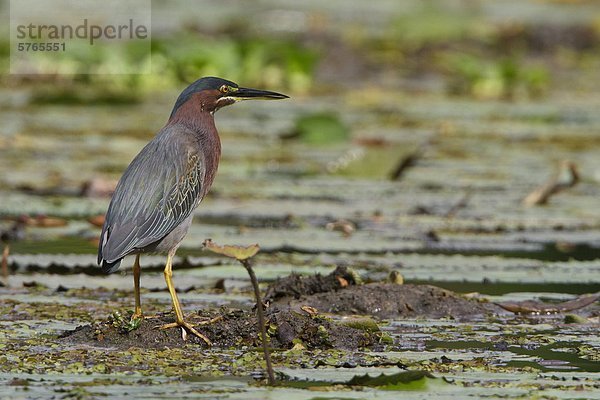 Green Heron (Butorides S. Virescens) in eine Marschlandschaft in Costa Rica.