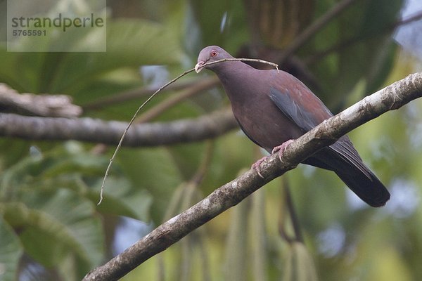 Rot-Cristobal-Taube (Columba Cayennensis) thront auf einem Zweig in Costa Rica.