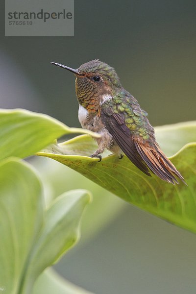 Scintillant Hummingbird (Selasphorus Scintilla) thront auf einem Blatt in Costa Rica.
