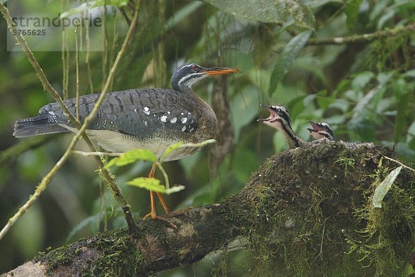 Sonnenralle (Eurypyga Helias) Schachteln und Fütterung der Küken am Fluss in Costa Rica.