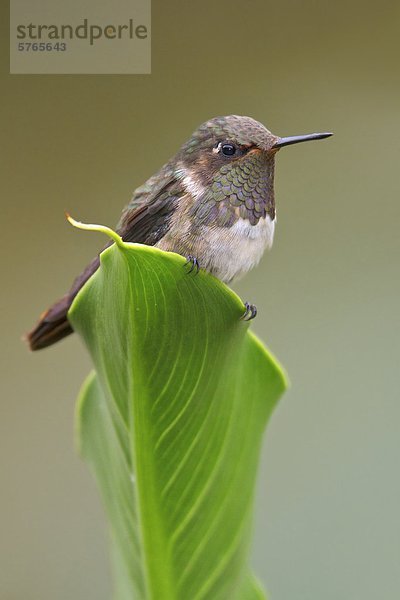 Vulkan Hummingbird (Selasphorus Flammula) thront auf einem Blatt in Costa Rica.