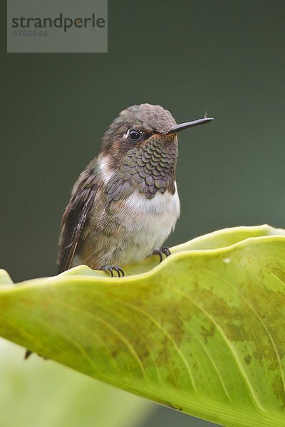 Vulkan Hummingbird (Selasphorus Flammula) thront auf einem Blatt in Costa Rica.