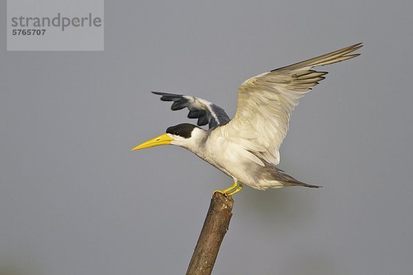 Large-Cristobal Tern (Phaetusa Simplex) thront auf einem Zweig in Ecuador.