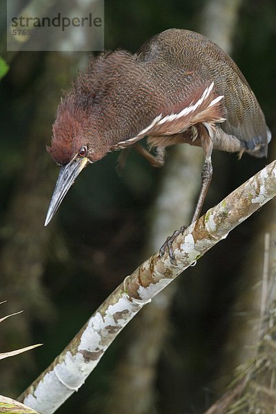 Marmorreiher (Tigrisoma Lineatum) thront auf einem Zweig in Ecuador.
