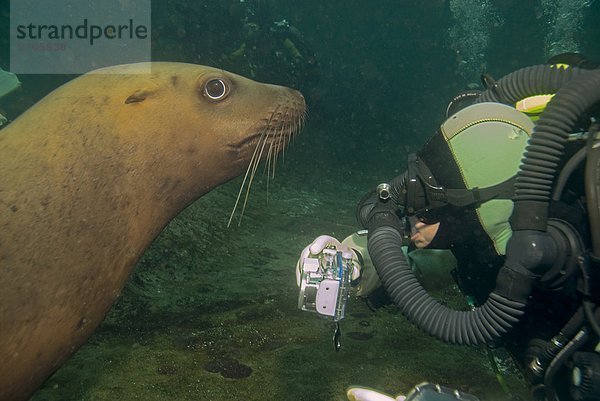 Seelöwe hoch oben nahe Persönlicher Freiraum sehen Diademhäher Cyanocitta stelleri hornby island Kanada