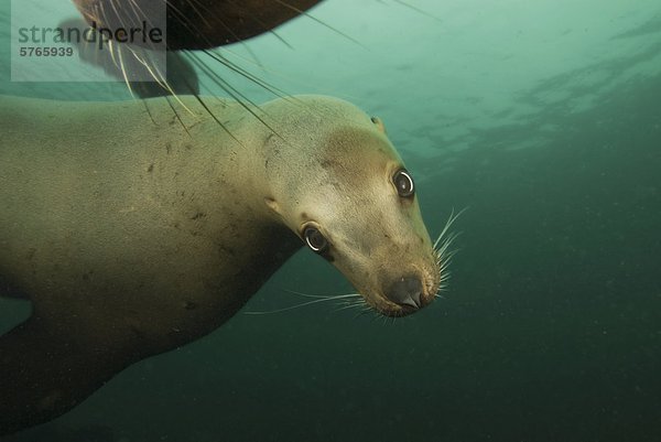 Seelöwe Unterwasseraufnahme sehen Diademhäher Cyanocitta stelleri hornby island Kanada