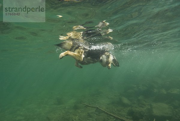 Ein Schäferhund  Schwimmen im Fluss Puntledge in der Nähe von Courtenay  BC  Kanada.