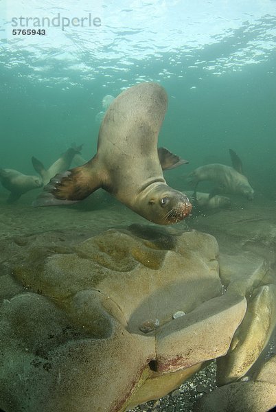 Seelöwe Unterwasseraufnahme Insel Spiel Diademhäher Cyanocitta stelleri Kanada