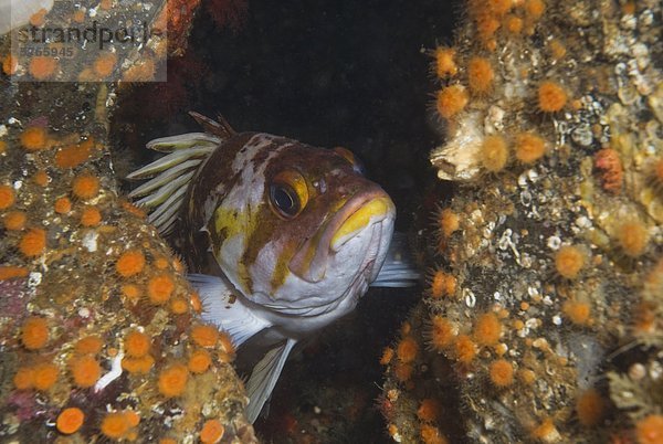 Felsbrocken Fisch Pisces Steilküste quadra island Kanada Kupfer Strömung