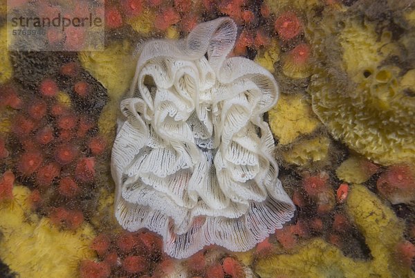 Nacktkiemer Nudibranchia Bündel Nestbau quadra island Kanada Topfschwamm Schwamm