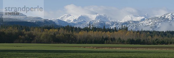 Ein Panoramablick über den Comox Gletscher bedeckt im Schnee hinter einer Reihe von Herbst farbige Bäume in einem Feld. Courtenay  BC  Kanada