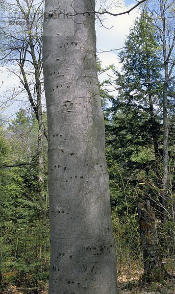 Klaue Marks (Black Bear) auf amerikanische Buche (Fagus Grandifolia) Baum  Ontario  Kanada.