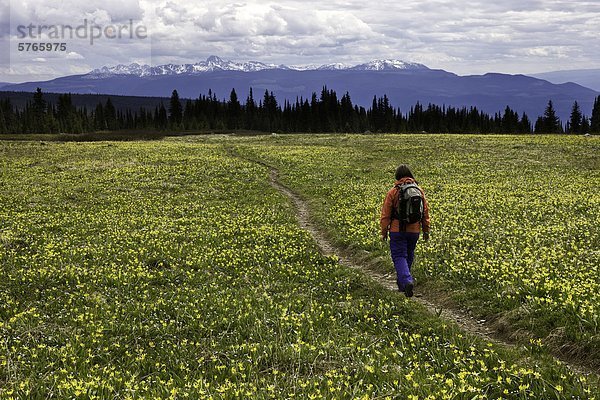 Wanderer inmitten der Alpenblumen in Wells Grey Park in British Columbia  Kanada