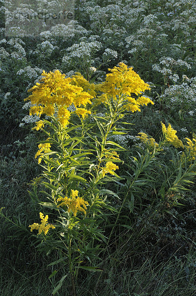 Große Wiese mit Aster und Goldrute  Greater Sudbury  Ontario  Kanada