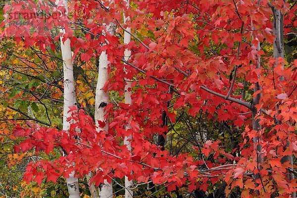 Acer Rubrum (Red Maple) Herbstlaub mit weißer Birke Baum-Stämme  Greater Sudbury  Ontario  Kanada