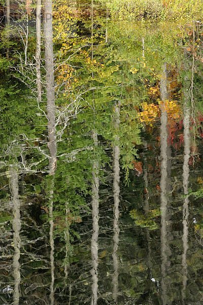 Boreal Reflexionen  Algonquin Provincial Park  Ontario  Kanada