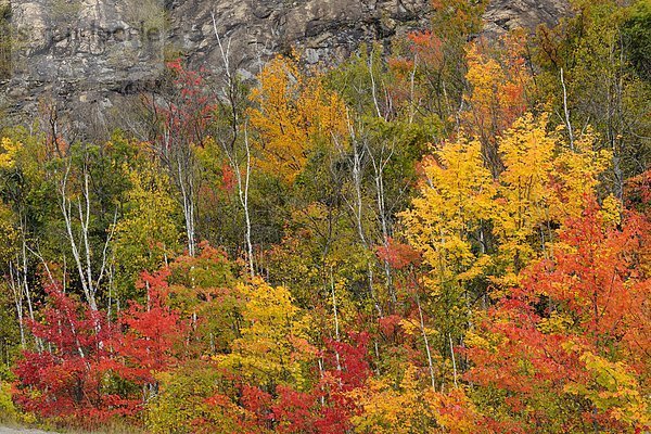 Farbe Farben Baum Birke Greater Sudbury Kanada Ahorn Ontario